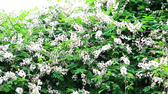 Jewel vine, Hog creeper, Malay jewelvine has properties of the root has a drunk taste and Used as an elixir and healing
