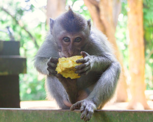   Portrait of funny little monkey eating yellow fruit in jungle. Beautiful  tropical animal baby with green eyes and cute expression sitting outdoors. Forest in Bali Indonesia. 