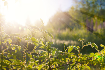 Fototapeta premium Green leaves at sunrise, plant rose in morning with sunlight