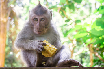   Portrait of funny little monkey eating yellow fruit in jungle. Beautiful  tropical animal baby with green eyes and cute expression sitting outdoors. Forest in Bali Indonesia. 