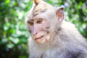   Portrait of funny little monkey eating yellow fruit in jungle. Beautiful  tropical animal baby with green eyes and cute expression sitting outdoors. Forest in Bali Indonesia. 