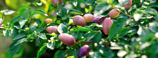 Growing Ornamental Pepper. Organic farming