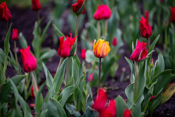 Nice color tulip flowers after the spring rain nature flora
