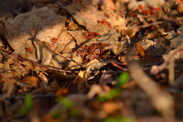 Gemeine Feuerwanze (Pyrrhocoris apterus)