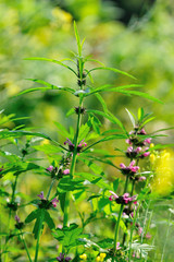 Leonurus sibiricus, Common Motherwort Herb, honeyweed or Siberian motherwort, is an herbaceous plant species native to China, Mongolia, and Siberia. It is used as an alternative to marijuana.