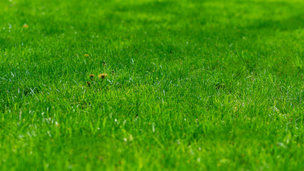 Naklejka premium Grass. Fresh green spring grass with dew drops closeup. Sun. Soft Focus. Abstract Nature Background
