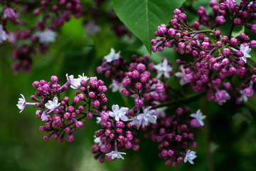 Spring blooming lilac tree flowers. Lilac blossom in spring. Spring lilac blossom view.