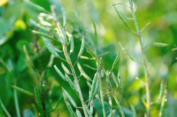 Green rapeseed in growth at vegetable garden