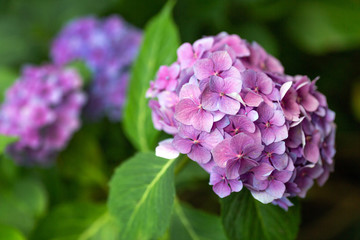 Beautiful pink hydrangea