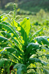 Green leaf lettuce in growth at vegetable garden