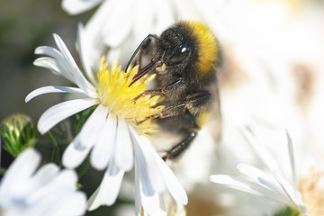 closeup of a bumblebee on a white flower collects blossom pollen for honey of a green background in blur