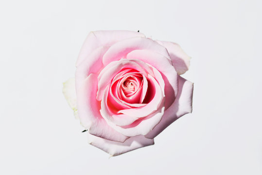 Flower0003