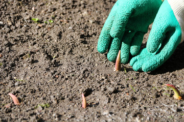hands  placing a tulip sprout