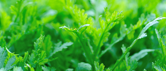 Green crown daisy in growth at vegetable garden