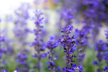 The background image of the colorful flowers