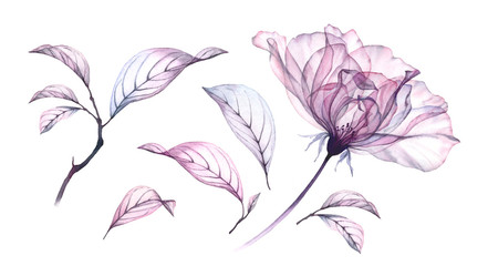 Transparent watercolor rose flower. Floral collection with flower and leaves. Hand painted set spring decorative design elements isolated on white for banners and wedding invitations - 327136434