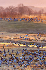 Cranes in morning light