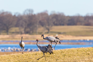 Obraz na płótnie Canvas Three Cranes go on a field at the lake