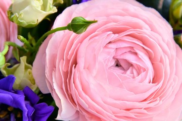 Beautiful pink ranunculus flower with soft focus on tender petals and violet spring flowers on background. Beautiful bunch of spring flowers. Easter gift. Seasonal spring flowers