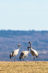Obraz na płótnie Canvas Three cranes walking on the field