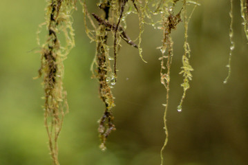 Alectoria sarmentosa witches hair old man hair on a tree in rain forest after rain damp wilderness 