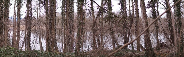 Efeubewachsene Bäume vor Moorsee