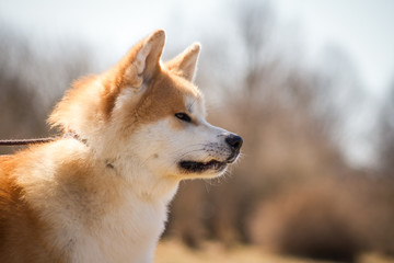 Akita inu dog posing outside. Japanese akita portrait.