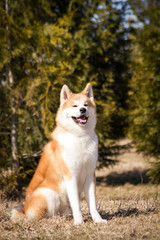 Akita inu dog posing outside. Japanese akita portrait.