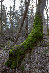 moss on a tree in the woods