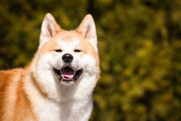 Akita inu dog posing outside. Japanese akita portrait.