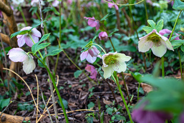 Helibore flowers in the garden
