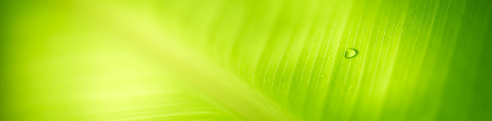 Nature of green leaf in garden at summer. Natural green leaves plants using as spring background cover page greenery environment ecology wallpaper