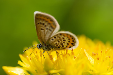 花の蜜を吸うシジミチョウ