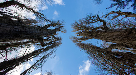 looking up at tall trees