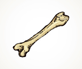 Naklejka premium Bone. Vector drawing