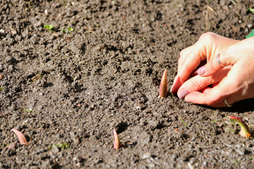 woman hands placing tulip sprout bulb on soil