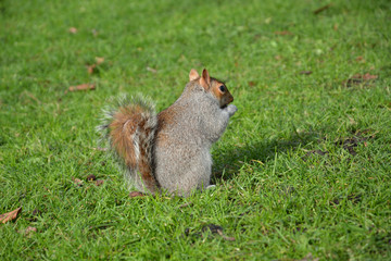 Curious squirrel eating in St. James Park in London
