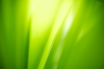 Nature of green leaf in garden at summer. Natural green leaves plants using as spring background cover page greenery environment ecology wallpaper