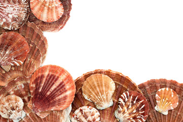 Scallop seashells forming an abstract background on white with copy space. Flat lay.