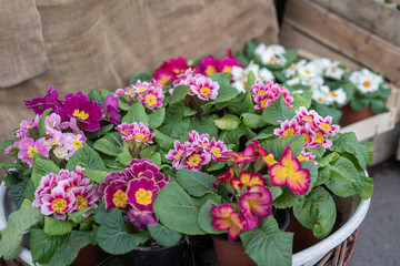 Variety of beautiful and delicate primroses at flower shop. Vernal seasonal potted plants in baskets. .Primula vulgaris plants, floral background