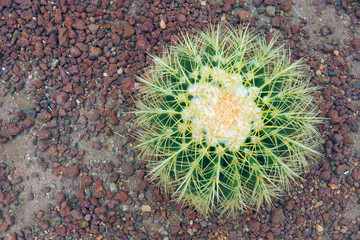 green big Golden Barrel Cactus with its sharp thorns on the ground in the garden