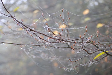 buds with cobwebs
