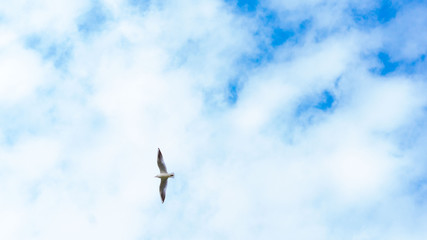 Gaviota vuela alto