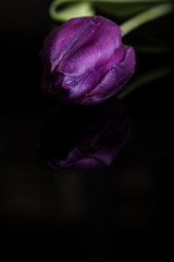 Purple tulip flower in bloom isolated on a solid black background