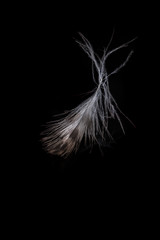 Smooth feather texture close up on a solid black background
