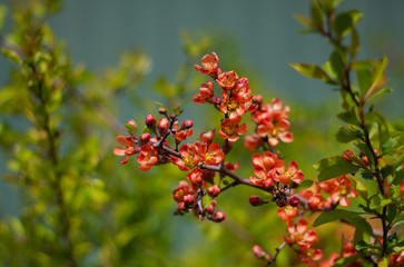 Nature floral background. Flowering quince. Flowers of Japanese pear. Live wall of flowers in a spring garden. Red quince flowers close-up.