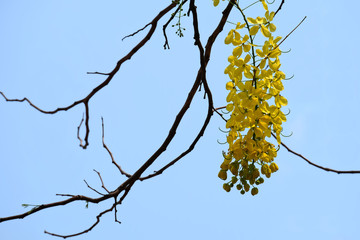 Yellow flowers / Coon flower, blue sky background