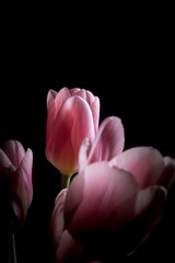 Pink tulip flower bouquet backlit on a solid black background