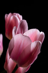 Fototapeta na wymiar Pink tulip flower bouquet backlit on a solid black background