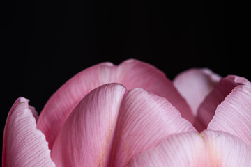 Smooth pink petals tulip flower in bloom close up still on a black background